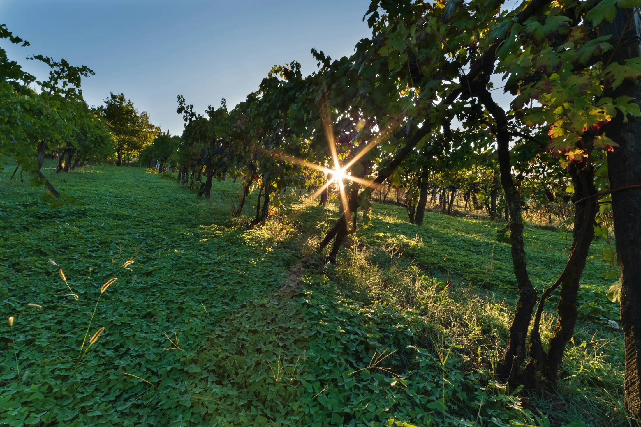 Les vignes du Domaine de l’Olibaou au soleil couchant
