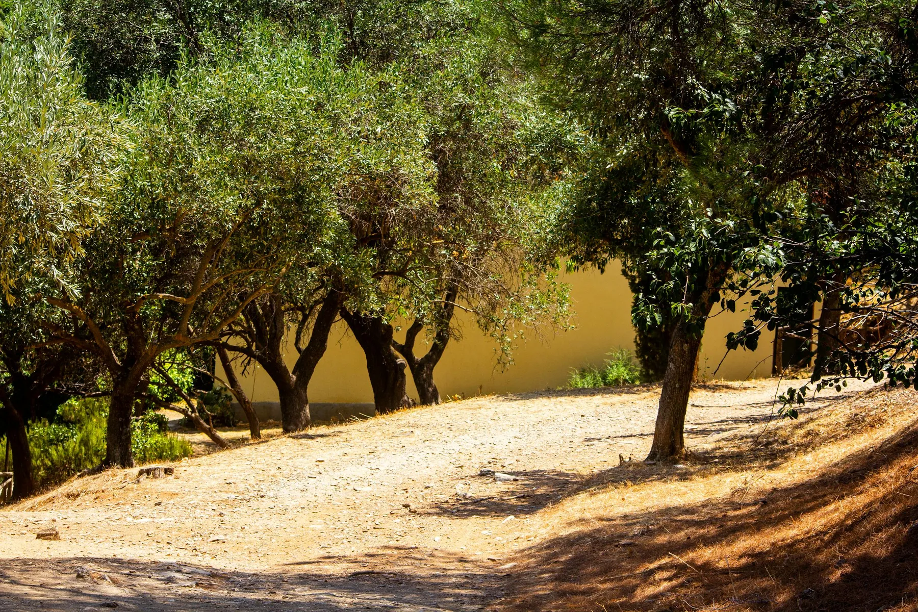 L’oliveraie du domaine sous la lumière de Provence